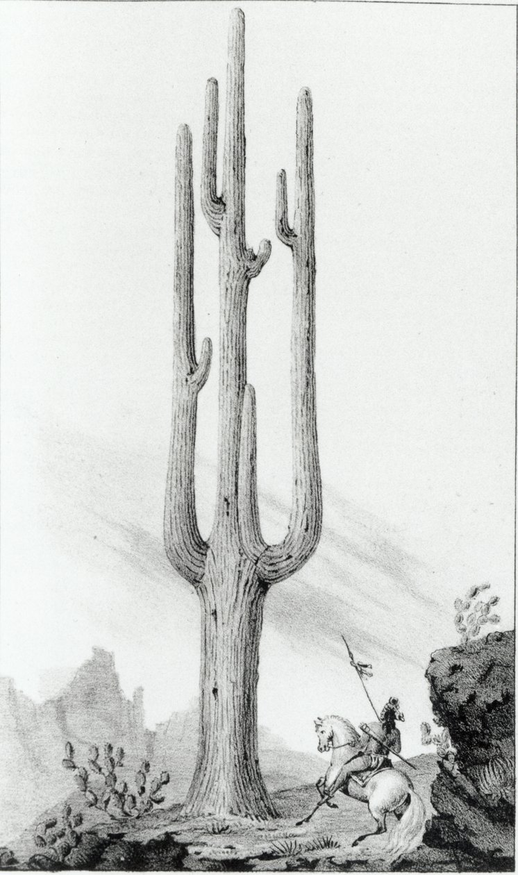 Cereus Giganteus od American School