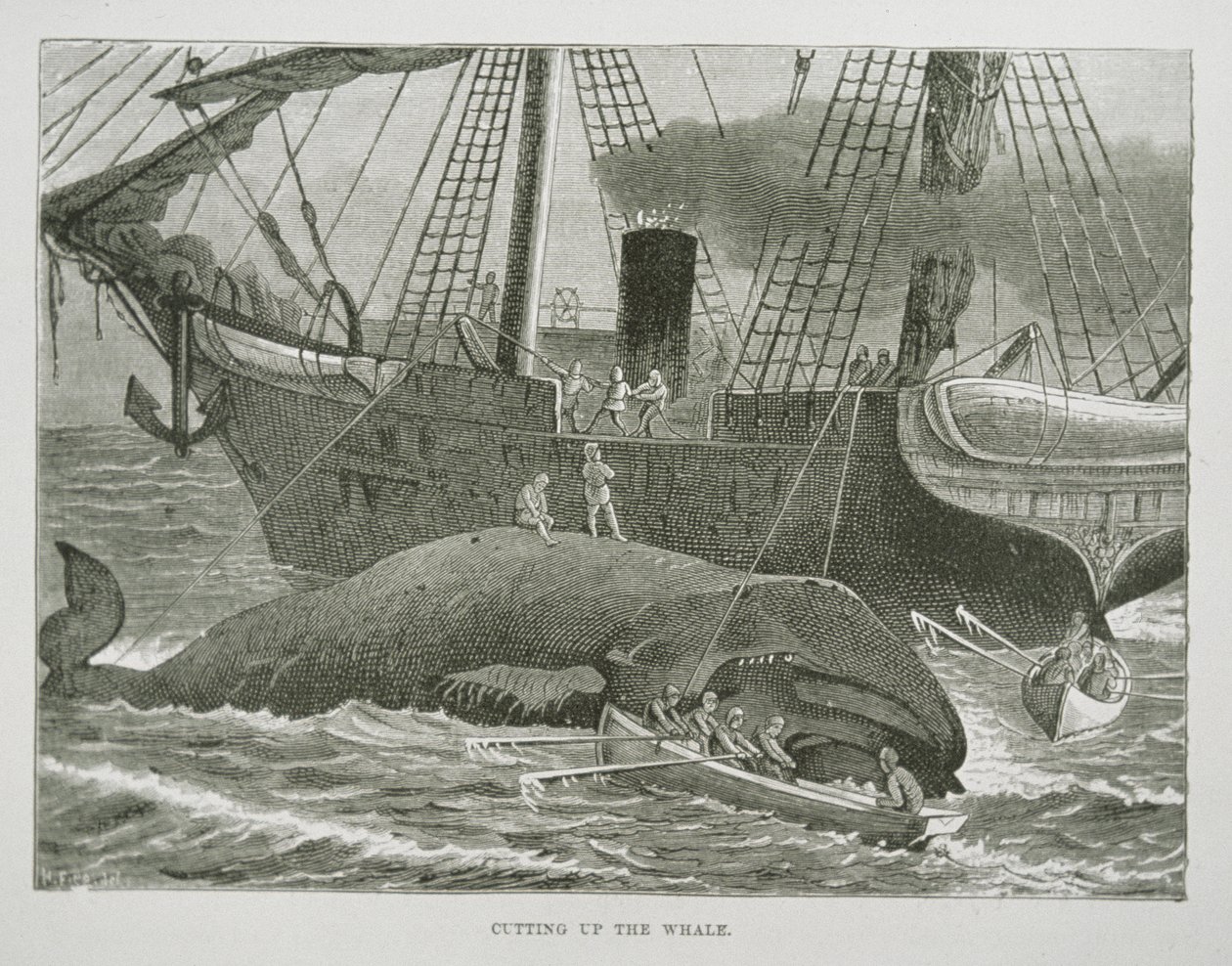 Cutting up the Whale, from The American Whale Fishery, c.1850 (rytina) od American School