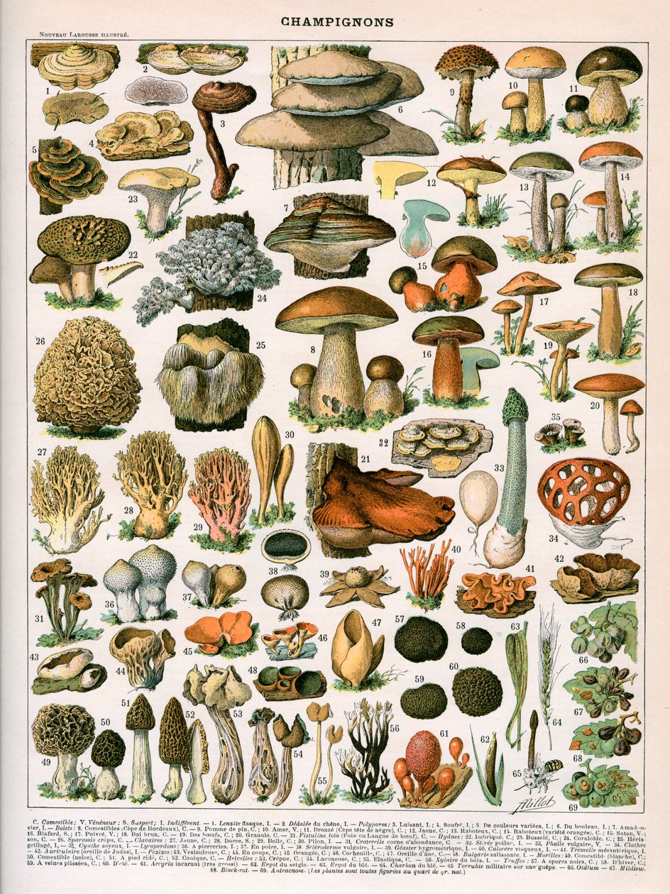 Dekorativní tisk "Champignons", Demoulin od American School