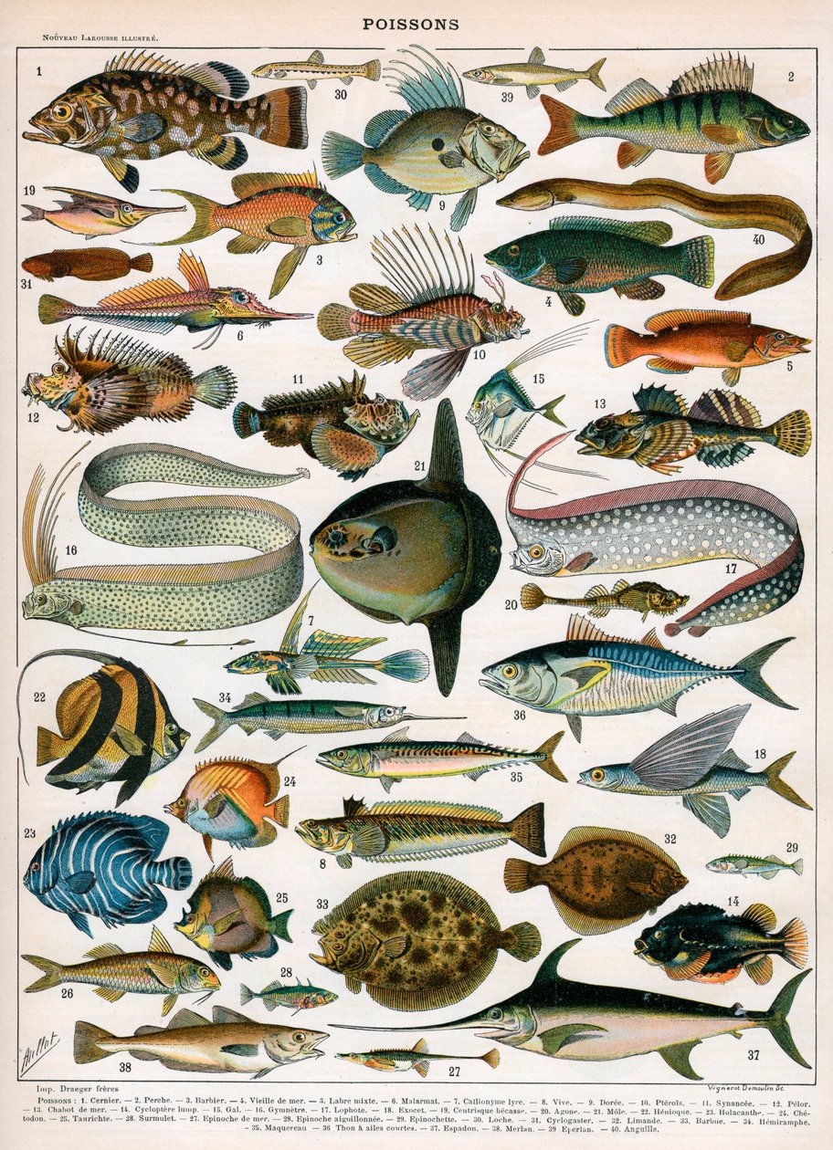 Dekorativní tisk "Poissons" od Demoulin od American School