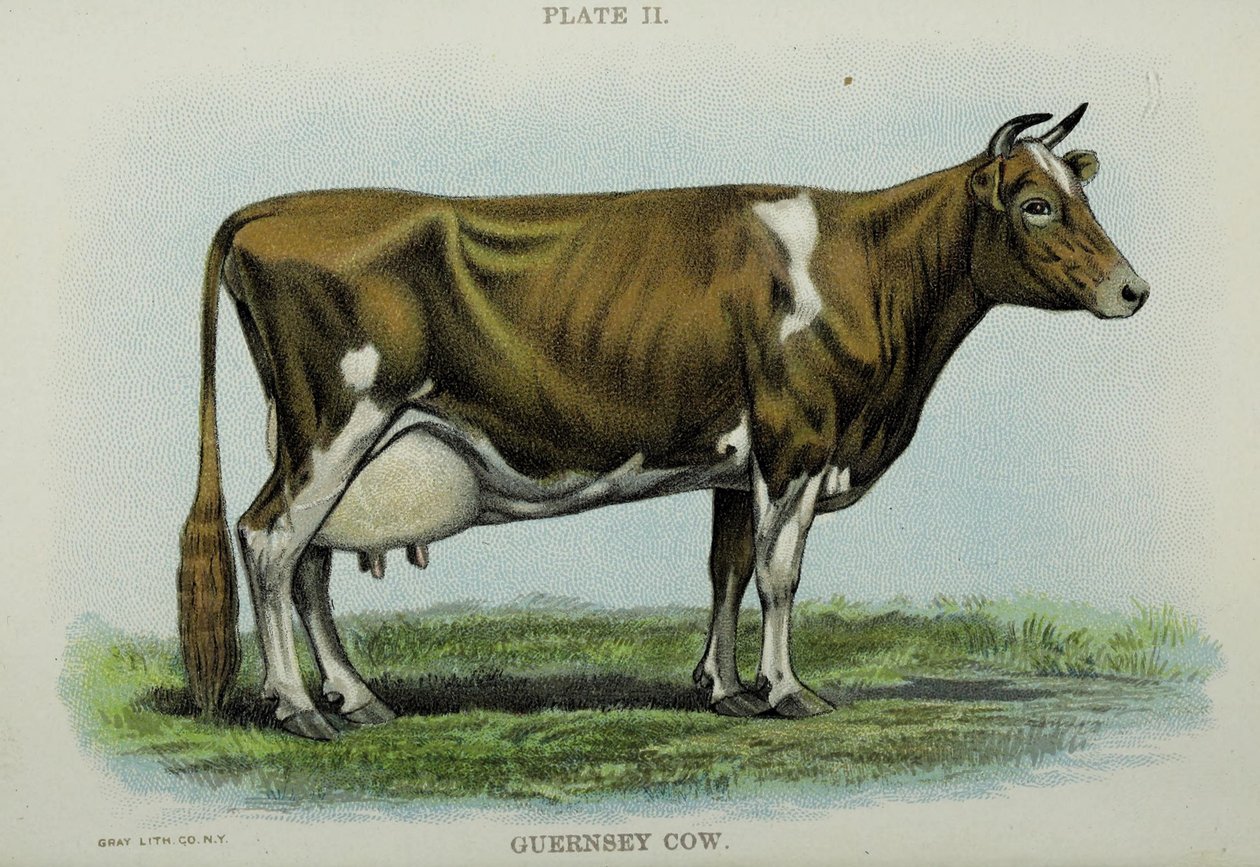 Guernsey Cow, z 