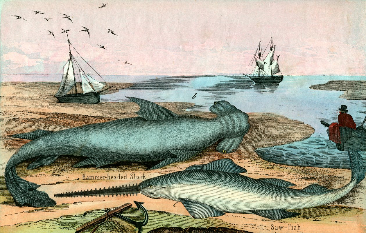 Žralok kladivoun a Sawfish od American School