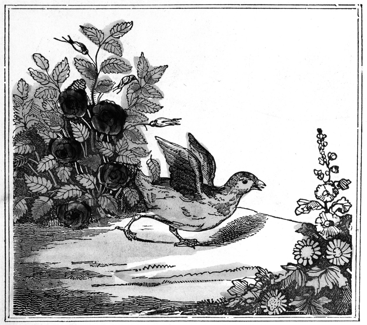 Ilustrace z Pozoruhodného příběhu kuřete Little, 1840 od American School
