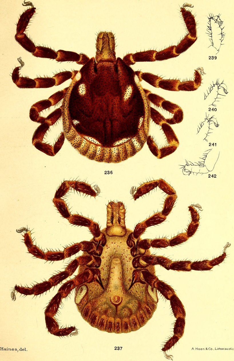 Samec Amblyomma Americanum, ilustrace z "Cattle klíšťata (Ixodidae) ze Spojených států" od D. E. Salmona a Charlese Wardella od American School