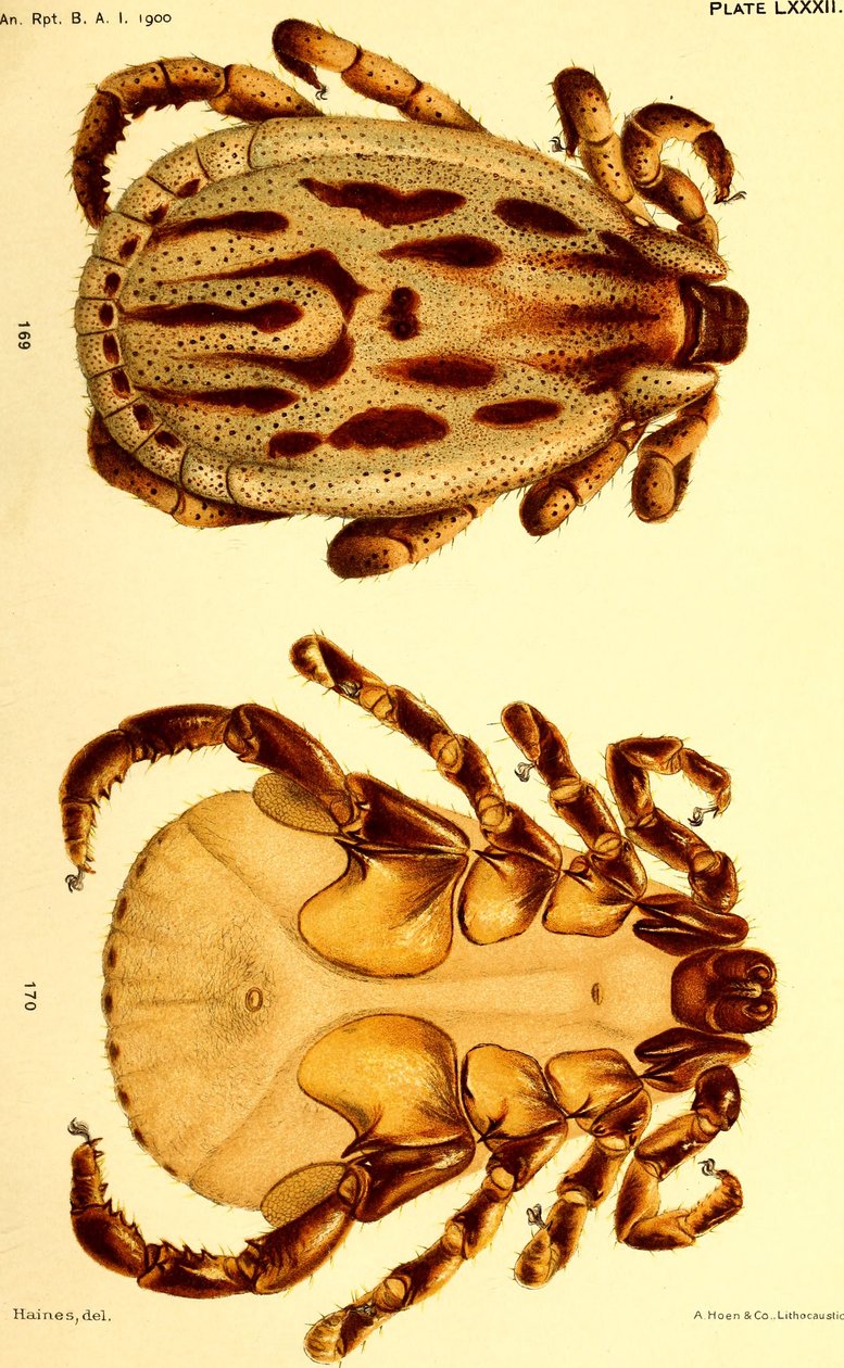 Samec Dermacentor reticulatus, ilustrace z "Klíšťata skotu (Ixodoidea) ze Spojených států" od American School