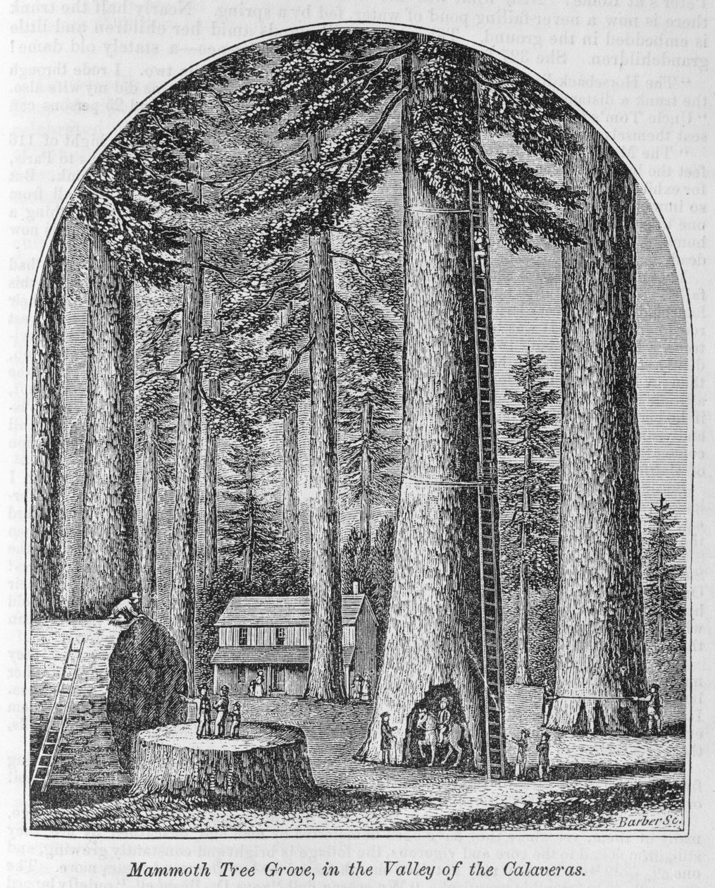 Mamutí stromový háj v údolí Calaveras, z „Naše celá země: Minulost a současnost, historické a popisné“, od Johna Warnera Barbera a Henryho Harea, 1861 od American School