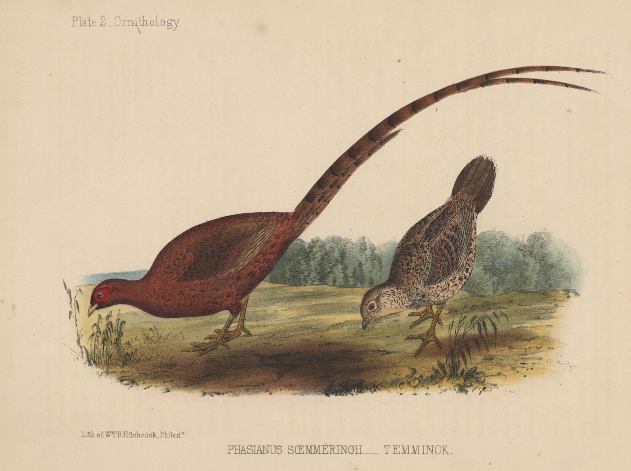 Phasianus Soemmeringh (Temminck) od American School