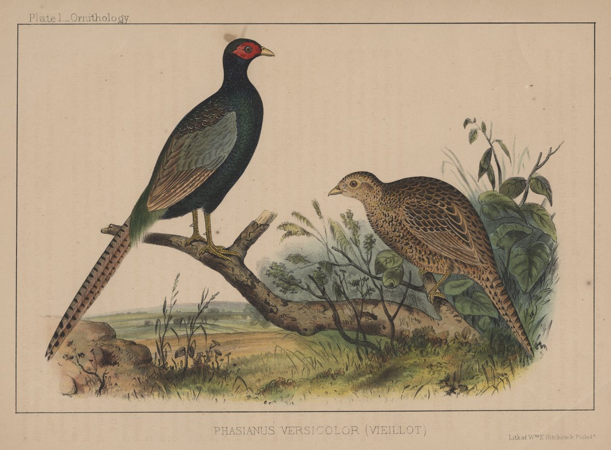 Phasianus Versicolor (Vieillot) od American School
