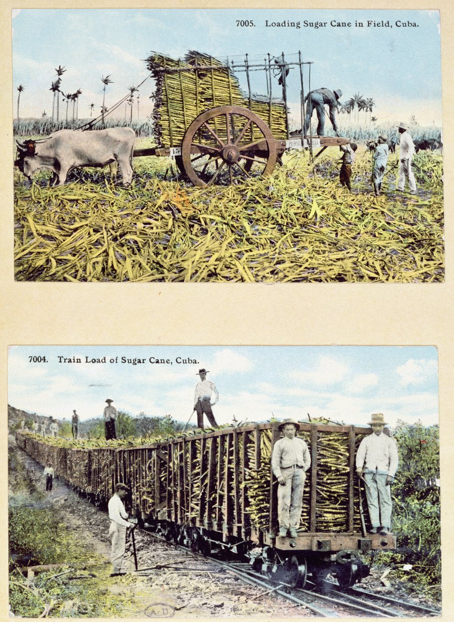 Pohlednice zobrazující plantáže cukrové třtiny na Kubě, kolem roku 1910 od American School