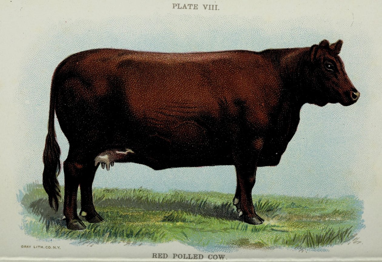Red Polled Cow, z 