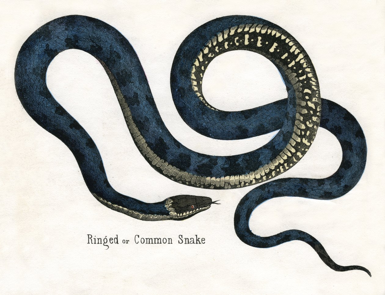 Ringed or Common Snake, od The Natural History of Animals od American School