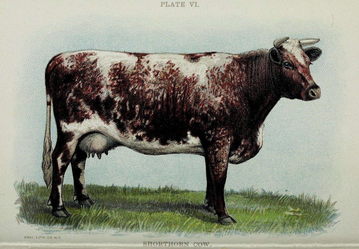 Kráva Shorthorn, z knihy "Biggle Cow Book" od Jacoba Biggle, 1898 od American School