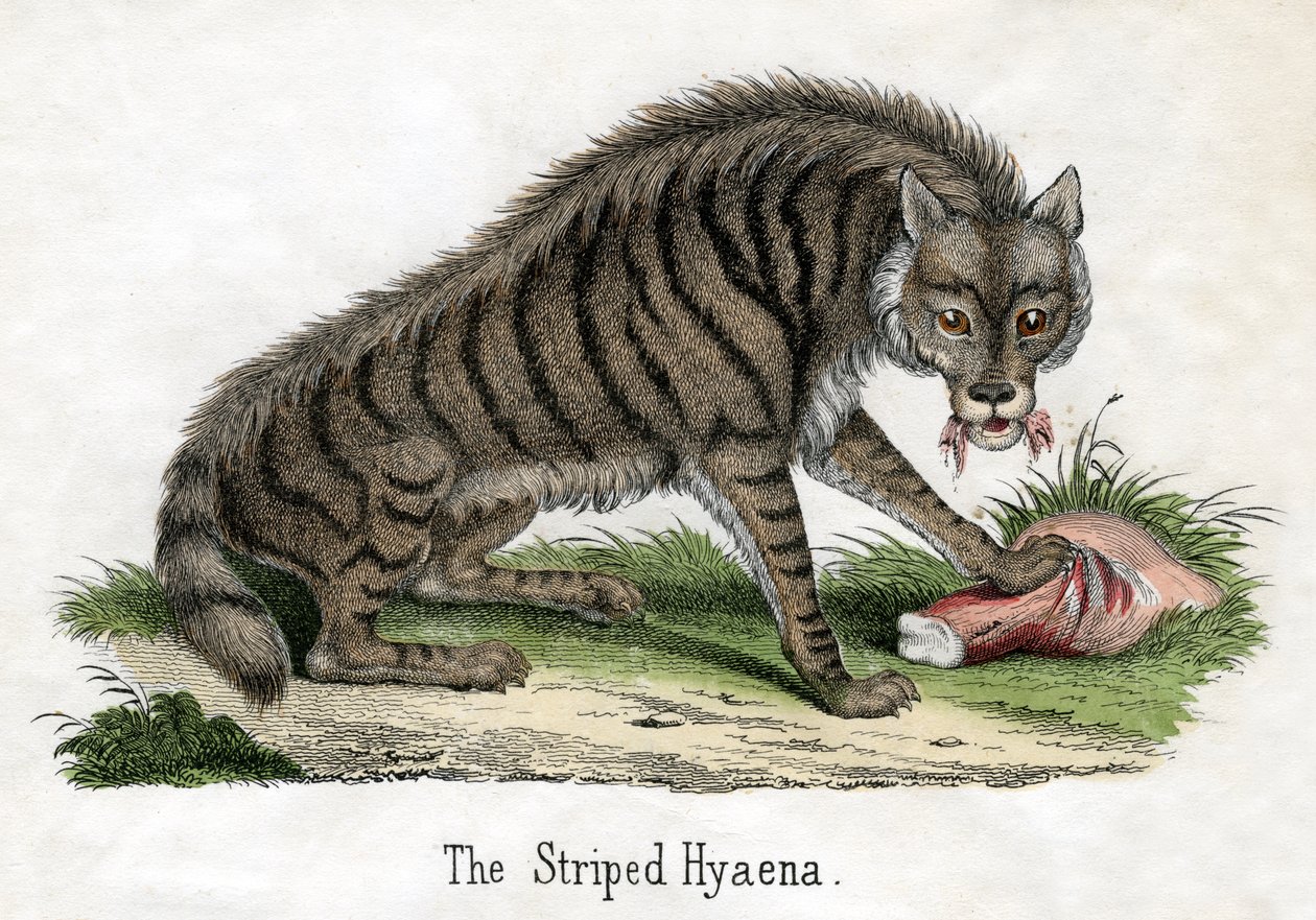 Pruhovaná hyena, z Přírodní historie zvířat od American School