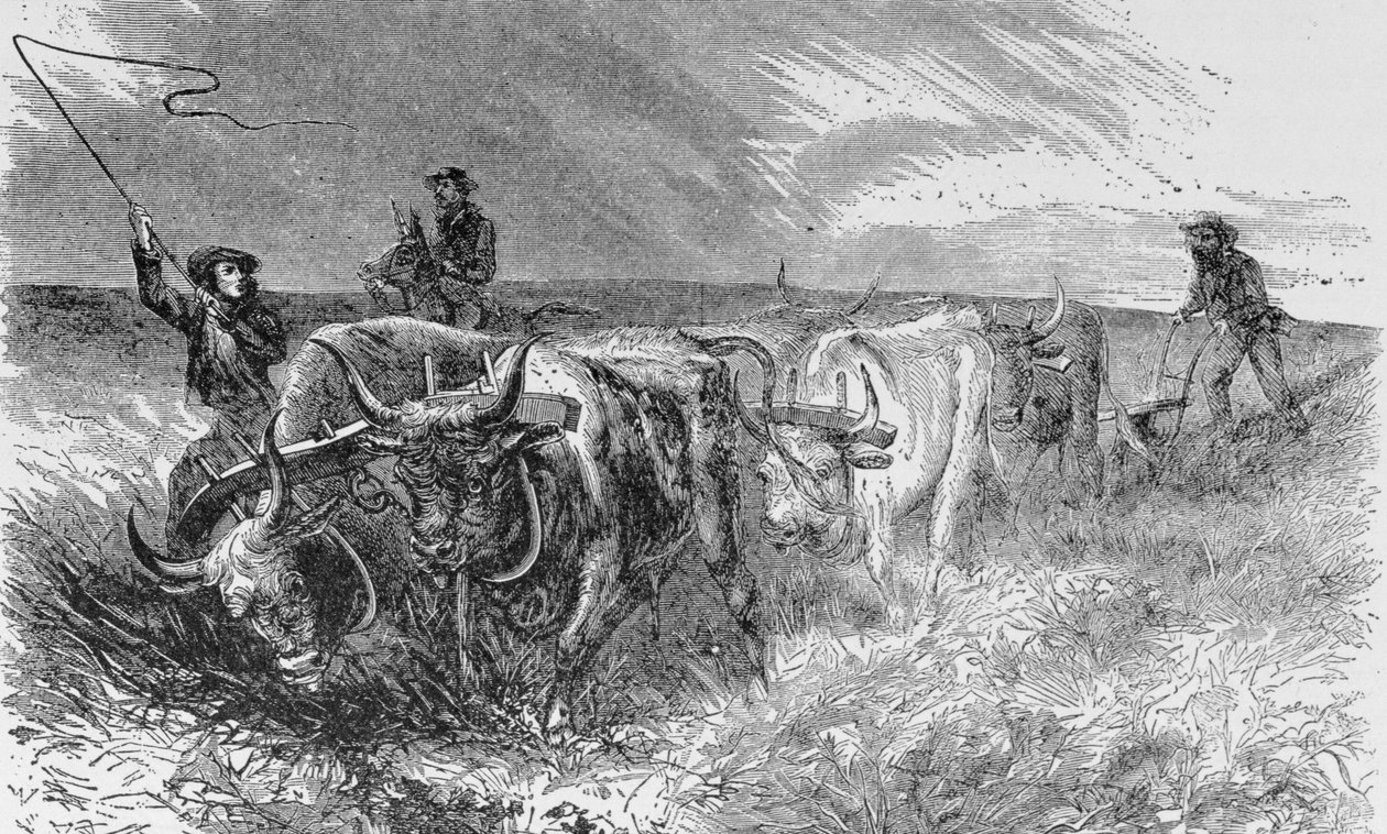 Prairie Drn Plow, ilustrace z 
