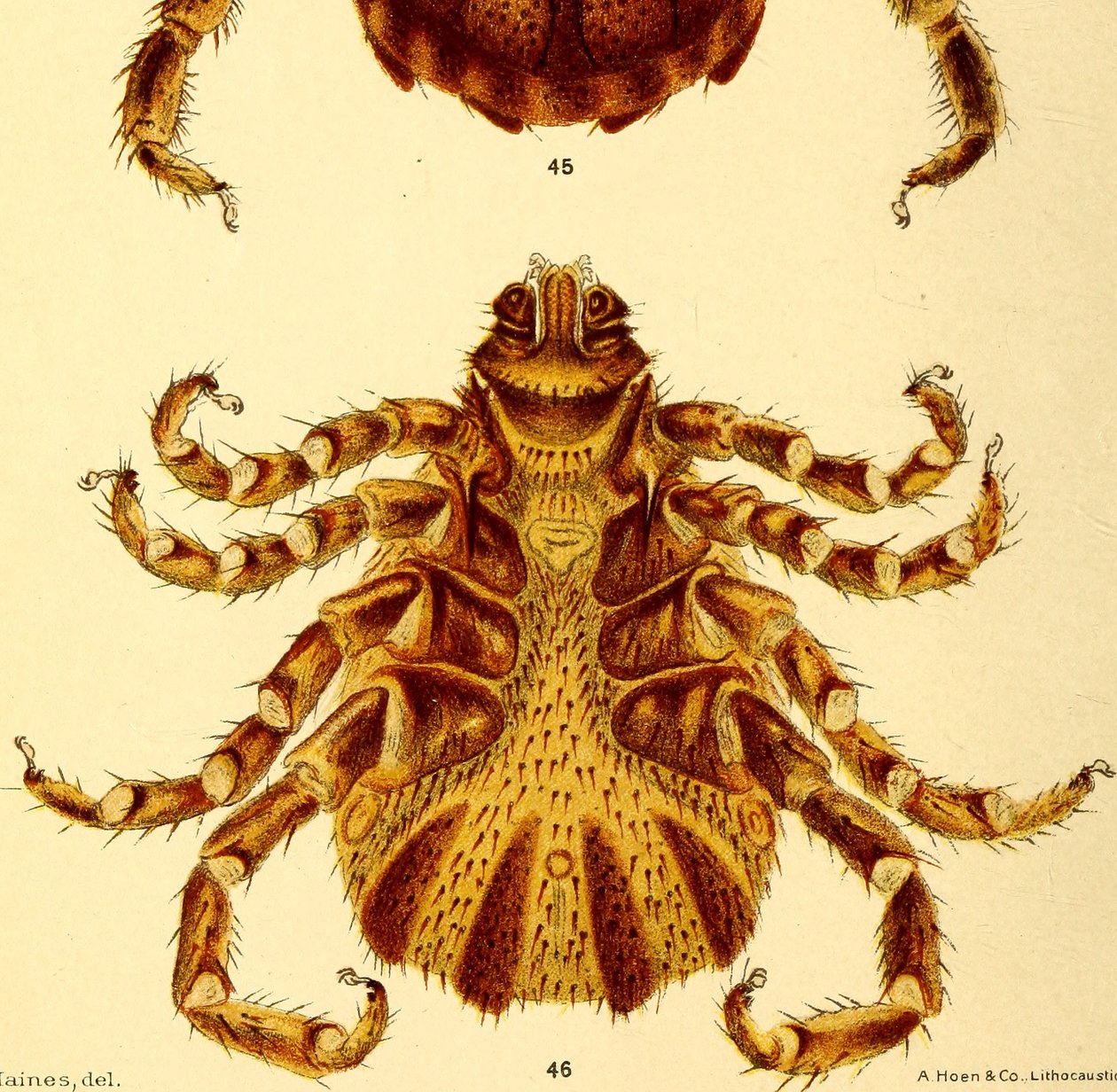 Ventrální pohled na samce Boophilus Annulatus, ilustrace z "Klíšťata dobytka od American School