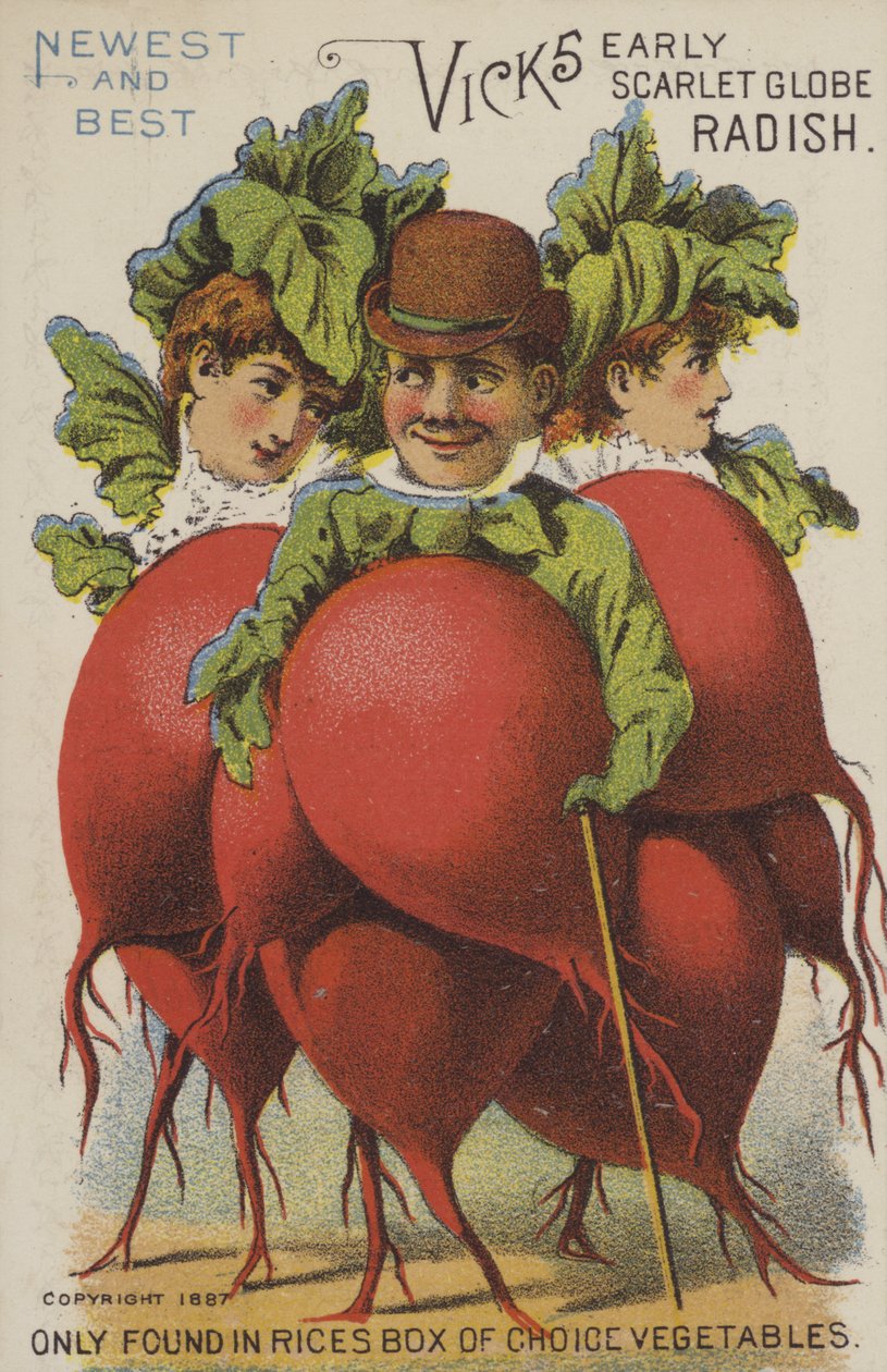 Vicks Early Scarlet Globe Radish (chromolitho) od American School