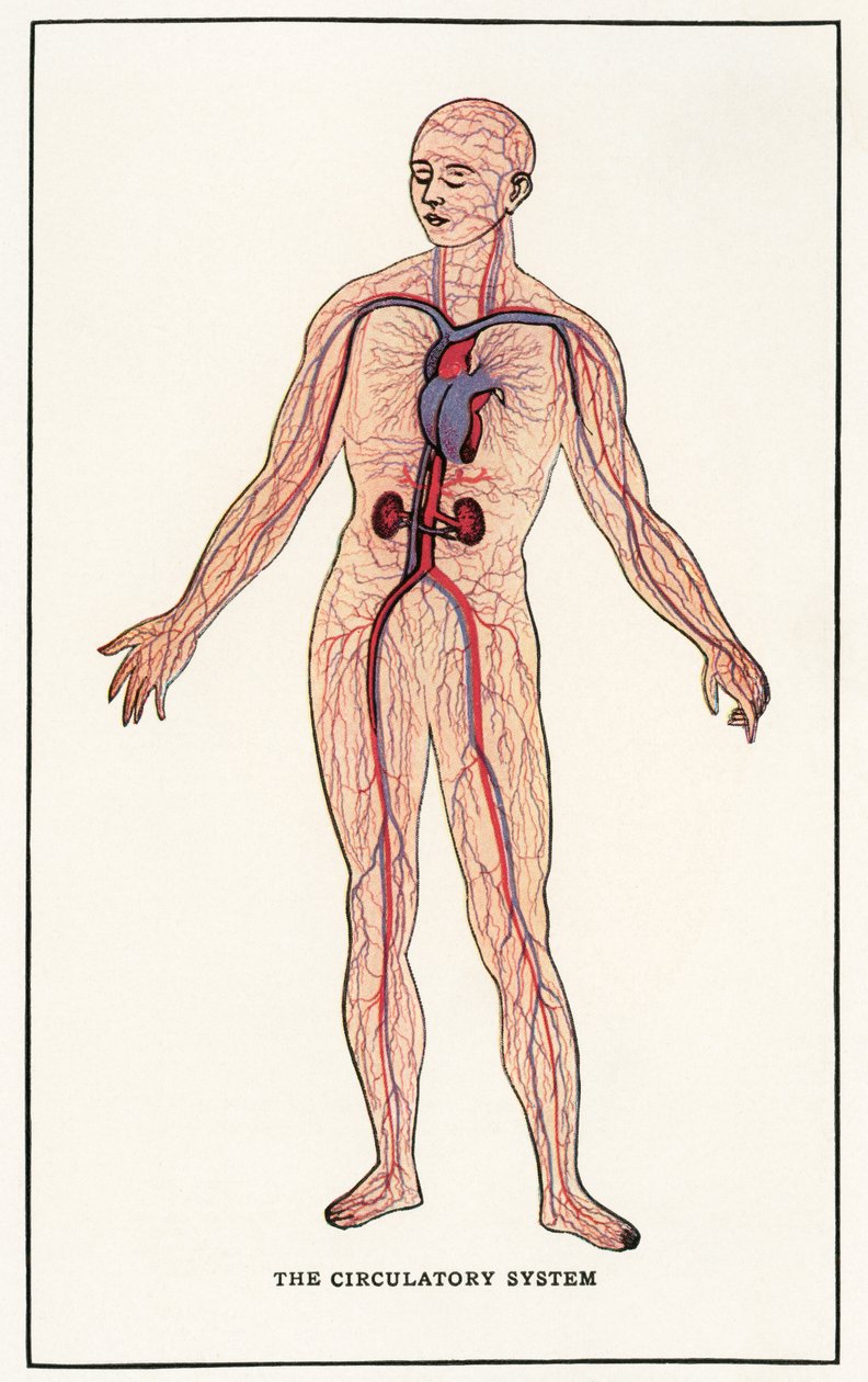 Vintage anatomický tisk lidského oběhového systému od American School