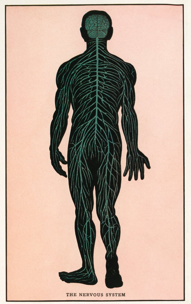 Anatomický tisk lidského nervového systému ve starověku od American School