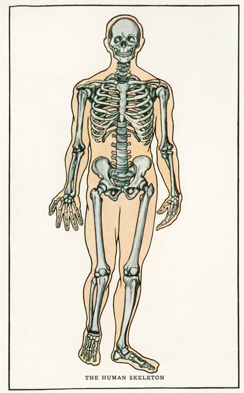 Vintage anatomický tisk lidské kostry od American School
