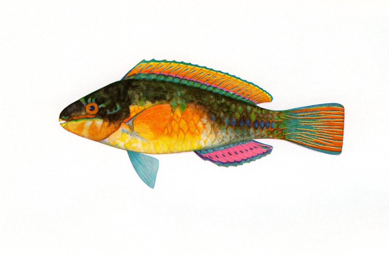 Vintage tisk z Bullethead Parrotfish od American School