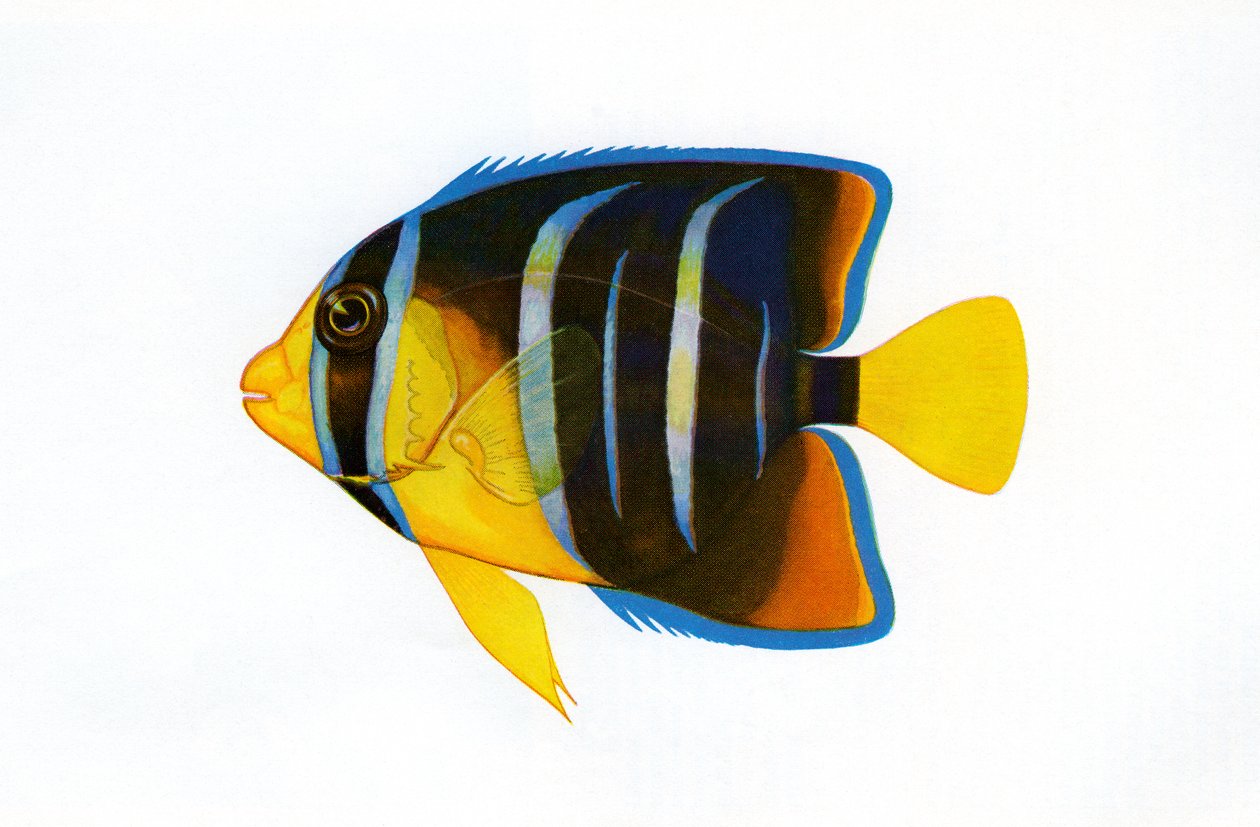 Vintage tisk královny Angelfish od American School