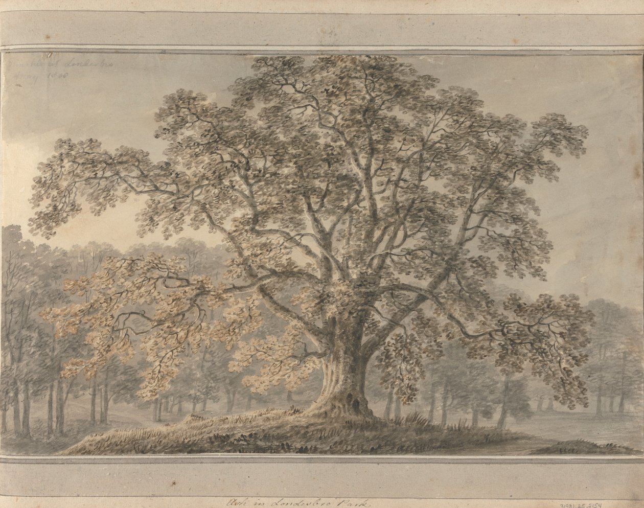Pohledy v Anglii, Skotsku a Walesu: Ash v parku Londesbro, květen 1800 od Amos Green
