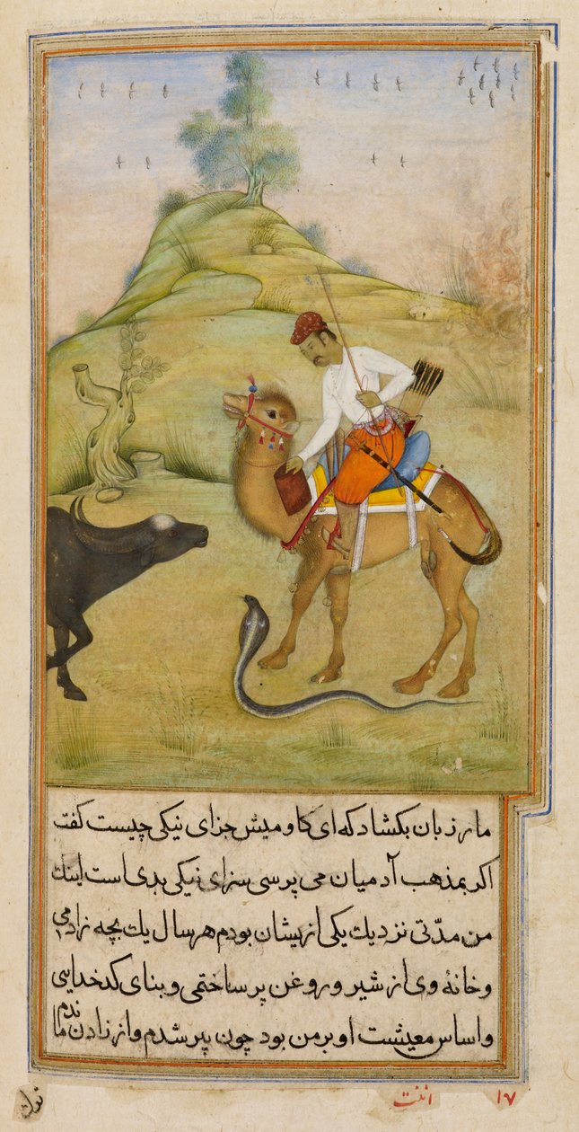 Velbloudí jezdec, ilustrace z 