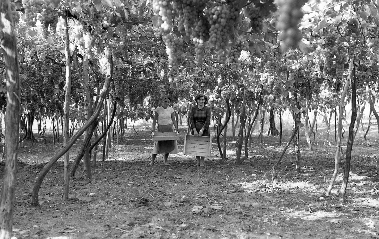 HOŘKÉ HROZNY - PERGOLA PŘED SKLIZNÍ od Ando Gilardi