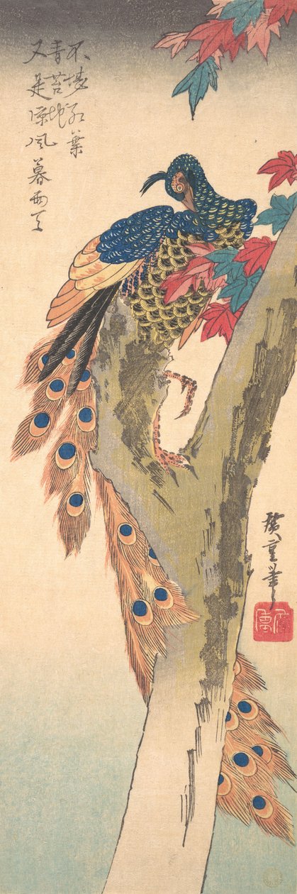 Páv posazený na javoru, ca. 1833, ca. 1833. od Ando Hiroshige