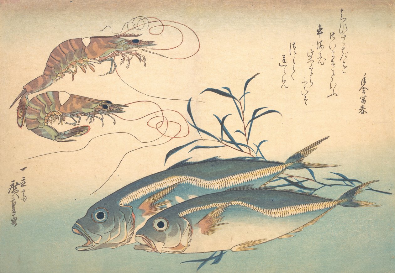 Aji Fish a Kuruma-ebi, ze série Uozukushi Every Variety of Fish, 30. léta 19. století, 30. léta 19. století. od Ando Hiroshige