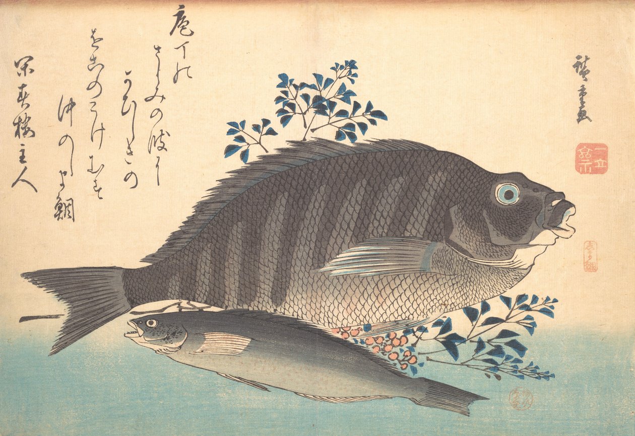 Ryby Shimadai a Ainame, ze série Uozukushi Every Variety of Fish, 40. léta 19. století, 40. léta 19. století. od Ando Hiroshige
