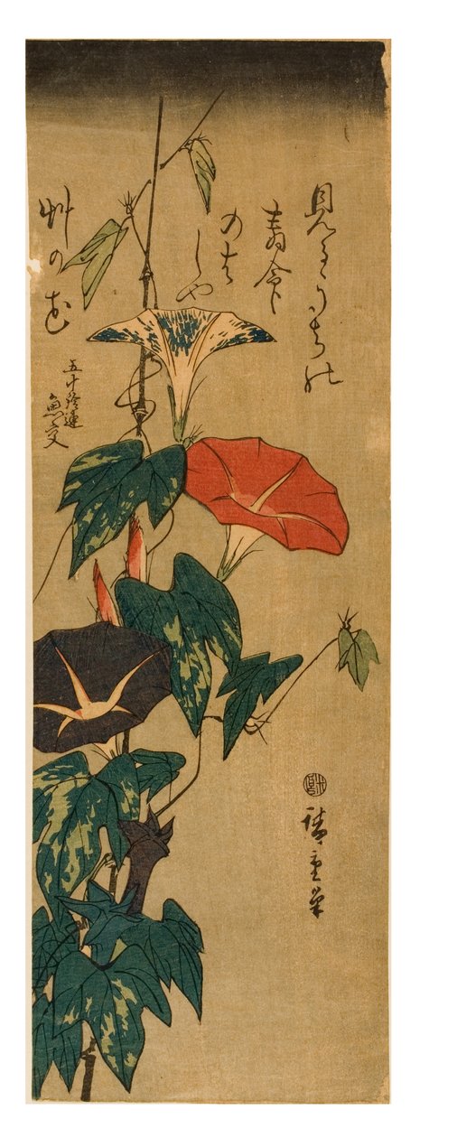 Morning Glories, cca 1843-47 (dřevořez na papíře) od Ando or Utagawa Hiroshige