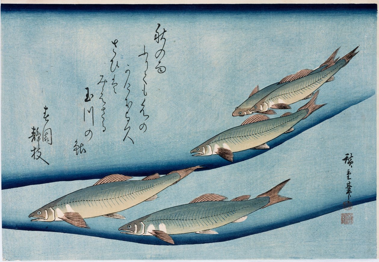 Rivertrout", ze série "Sbírka ryb" od Ando or Utagawa Hiroshige