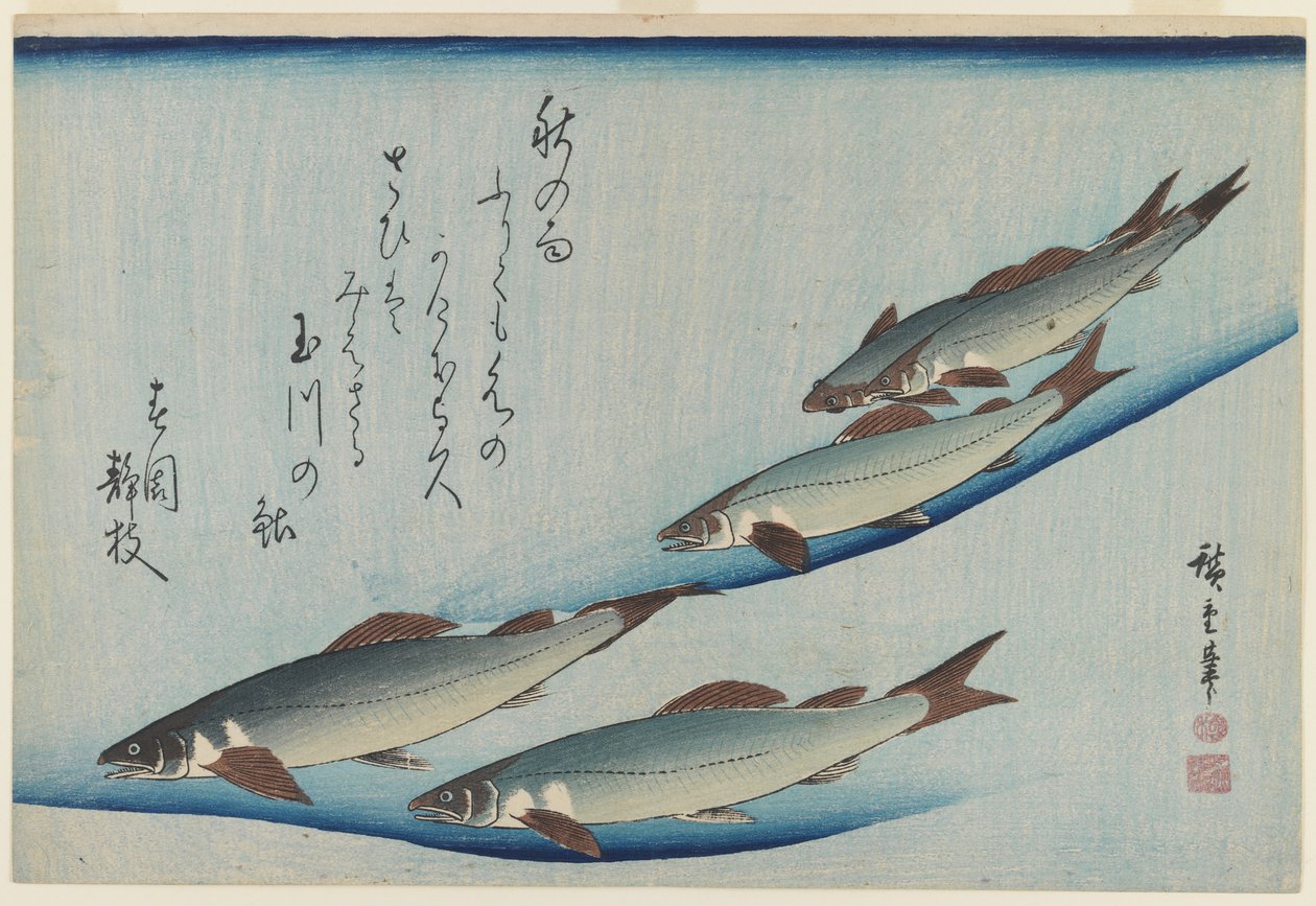 Škola pěti mořských pstruhů, období Edo (barevný dřevořez na papíře) od Ando or Utagawa Hiroshige