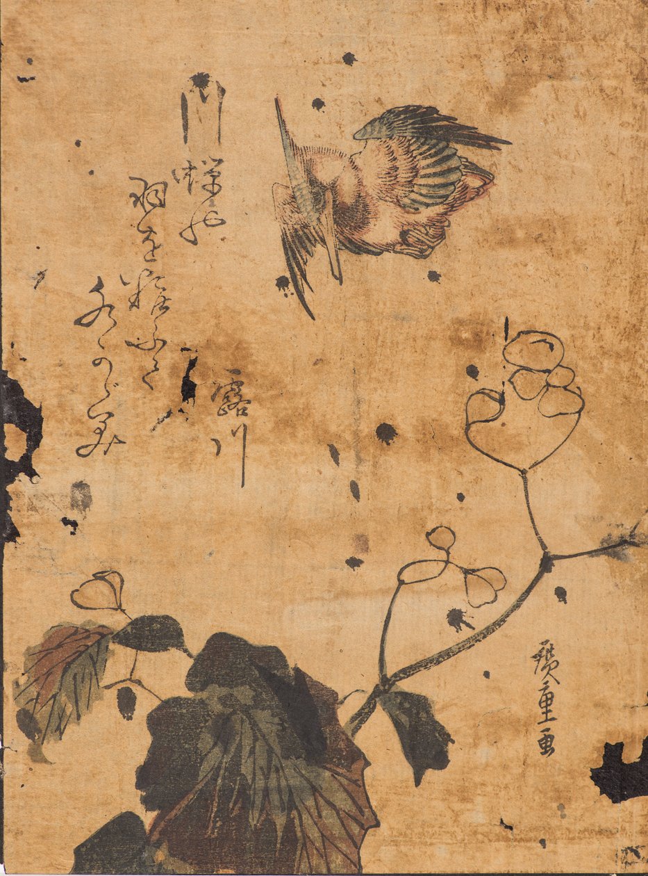 Studium ptáků a rostlin od Ando or Utagawa Hiroshige