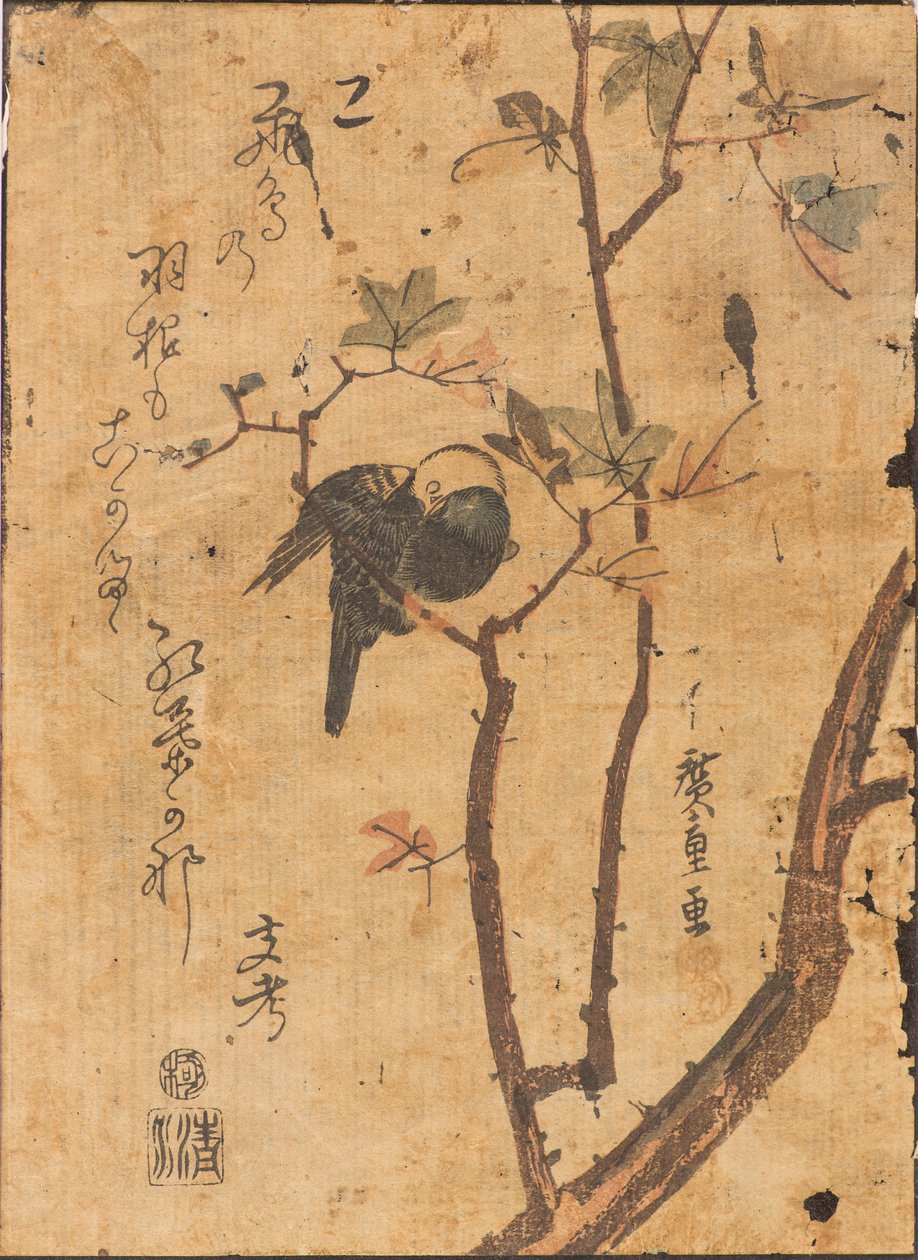 Studie ptáka spícího na větvi od Ando or Utagawa Hiroshige