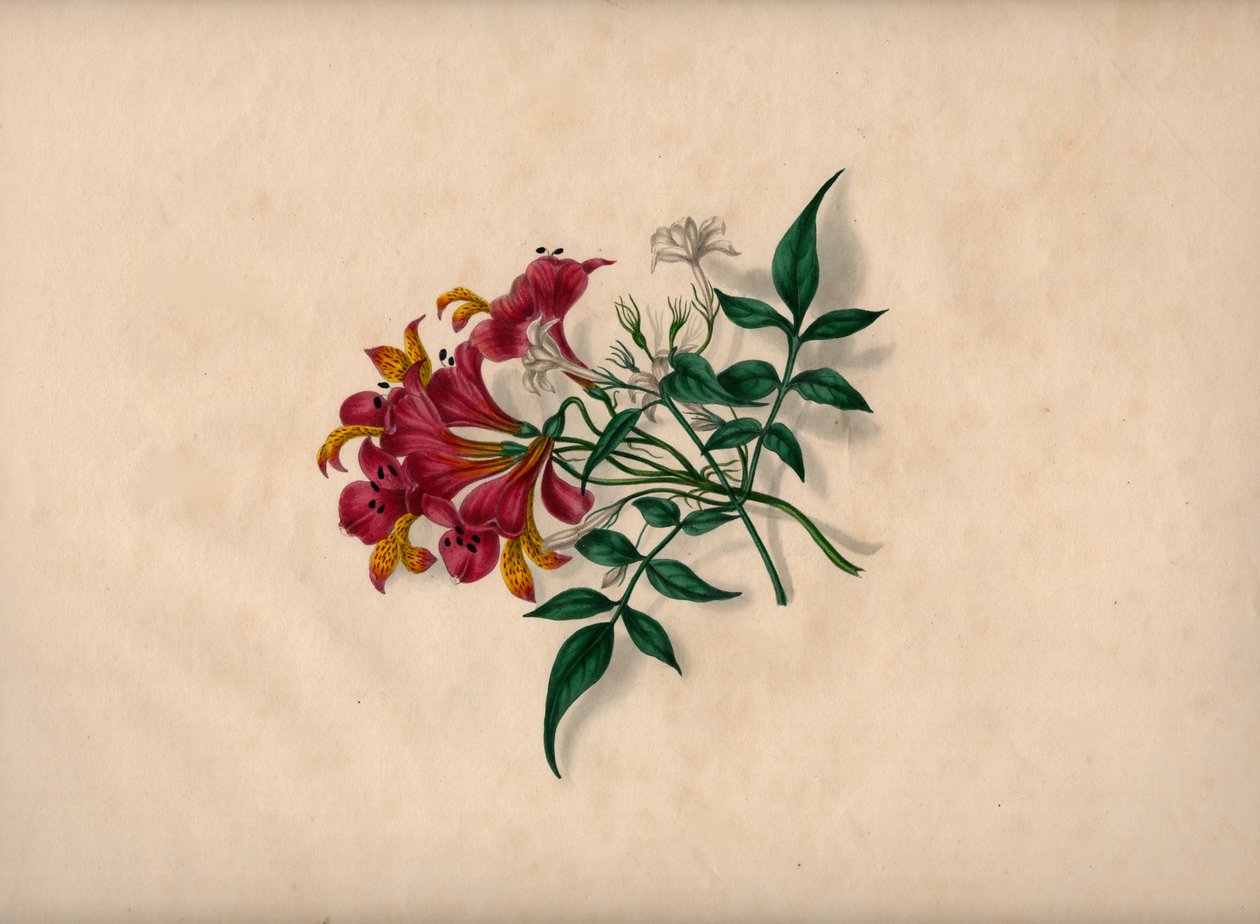 Lilie (kolorovaná rytina) od André Limot