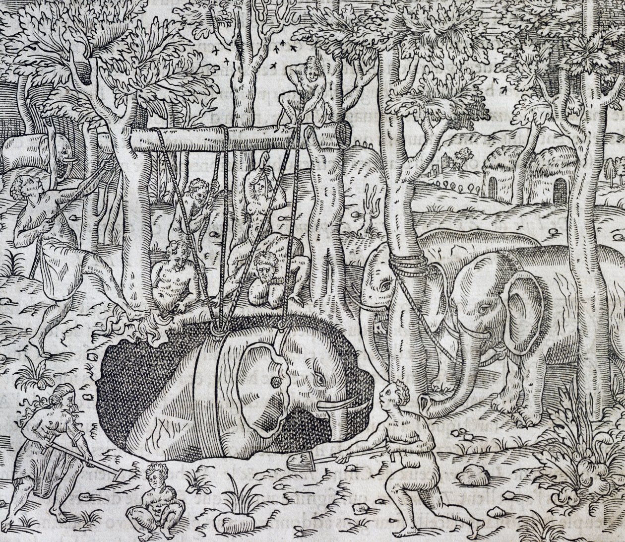 Lov slonů na ostrově Jáva, rytina z Universal Cosmology, Andre Thevet (1504-1592), Paříž od Andre Thevet
