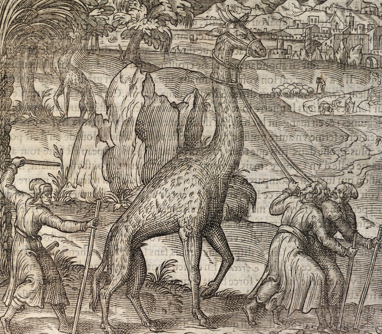 Žirafa, rytina z Cosmographie Universelle od Andre Thevet
