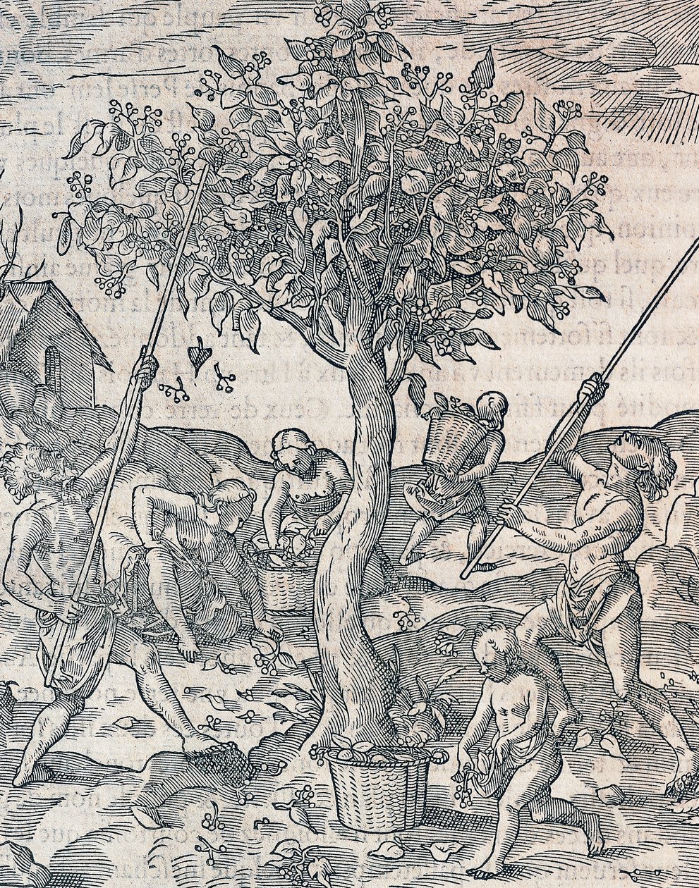 Sklizeň pepře na ostrově Jáva, rytina z Universal Cosmology od Andre Thevet (1504-1592), Paříž od Andre Thevet