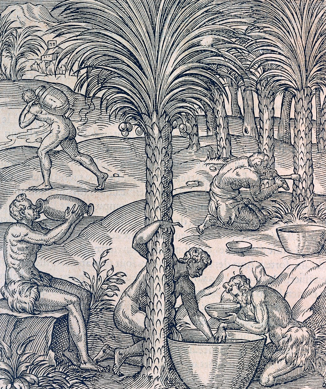 Obyvatelé Kapverd vyrábějící nápoje z palem, rytina z Universal Cosmology, Andre Thevet (1504-1592), Paříž od Andre Thevet