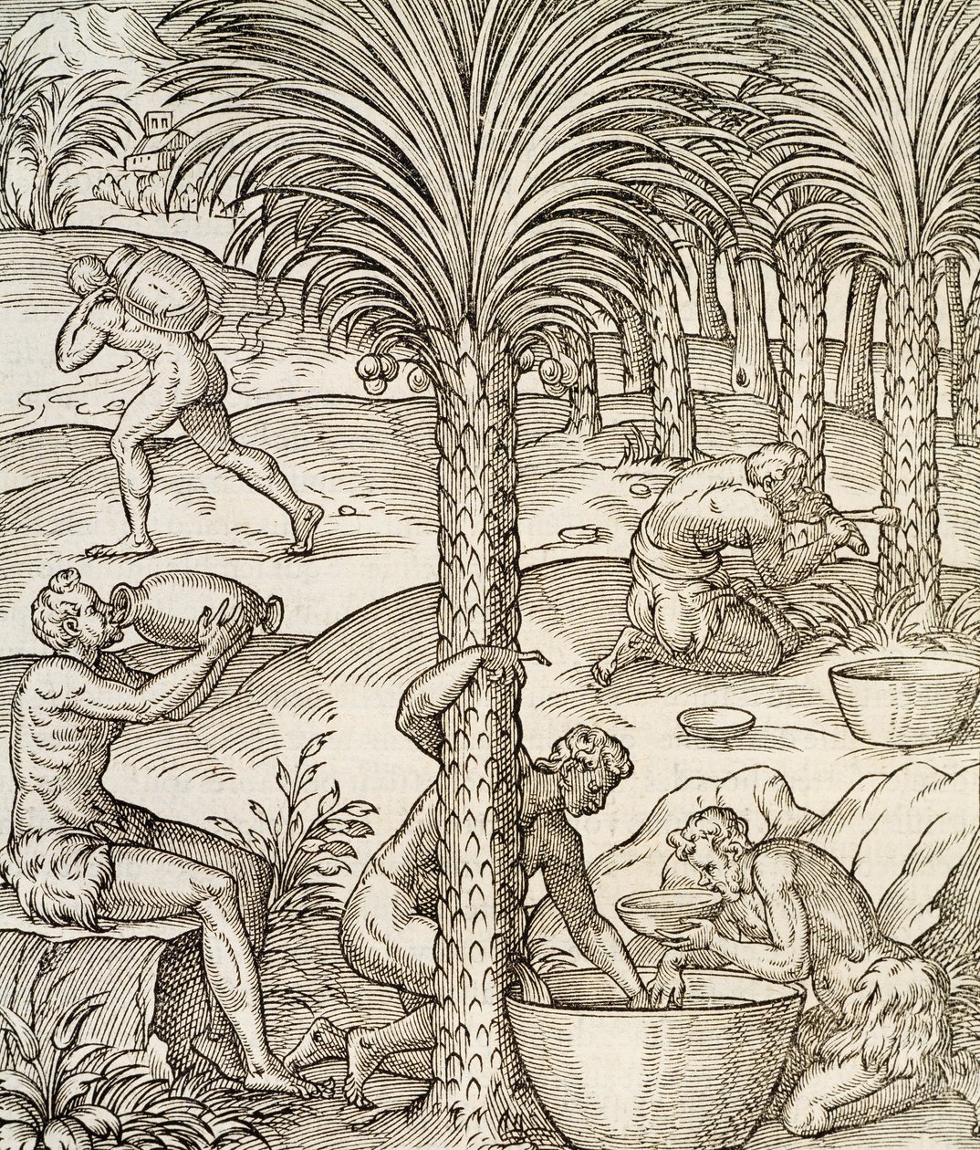 Obyvatelé Kapverd vyrábějící nápoje z palem, rytina z Universal Cosmology, Andre Thevet (1504-1592), Paříž, Afrika, 1575 od Andre Thevet