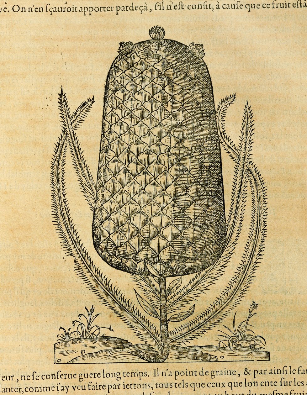 Ananas (ananas comosus), rytina Andre Thevet od Andre Thevet