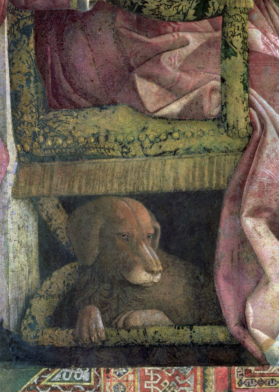 Rubino, oblíbený pes Marchese Ludovica Gonzagy III z Mantovy a jeho rodiny, z Camera degli Sposi nebo Camera Picta, 1465-74 detail fresky z 78461 od Andrea Mantegna