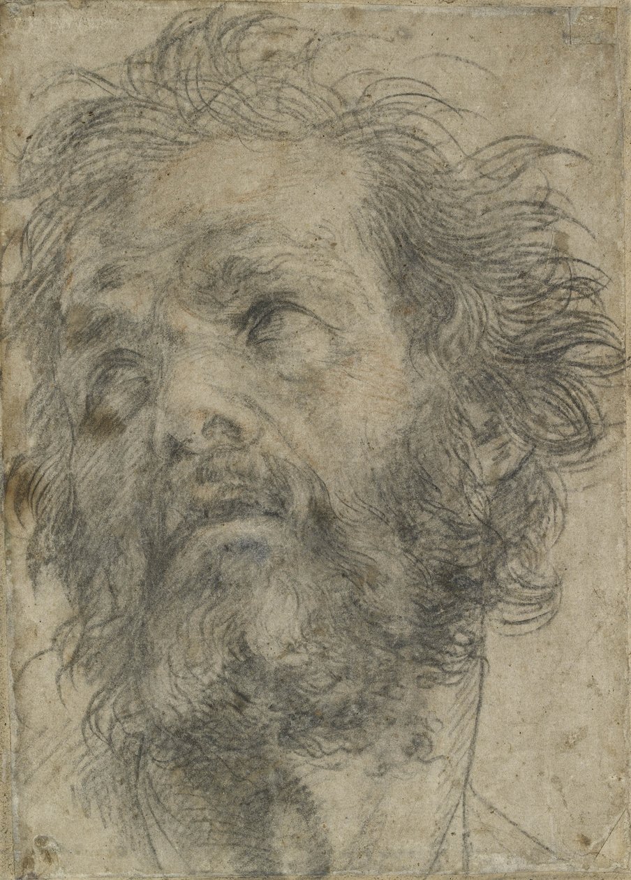 Hlava muže, (černá křída na papíře) od Andrea del Sarto