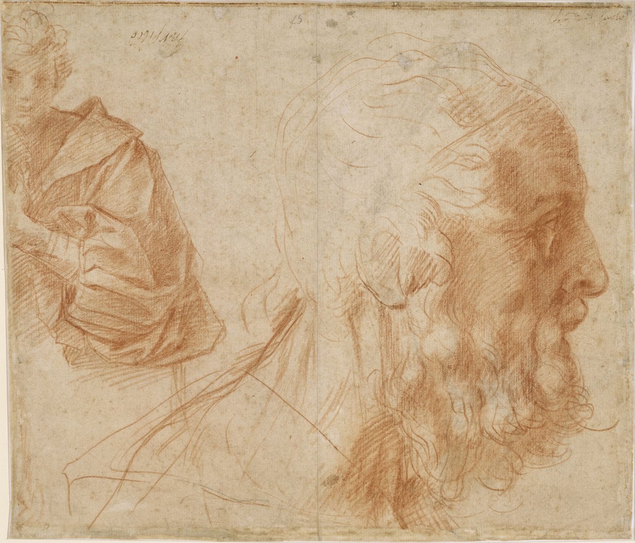 Mladík a hlava starce Homera. Studie, asi 1521 od Andrea del Sarto
