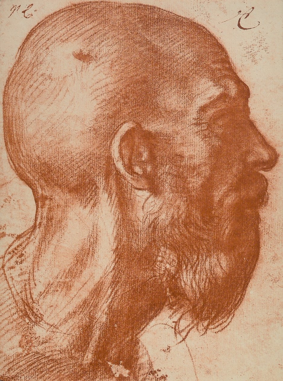 Mans hlava v profilu od Andrea del Sarto