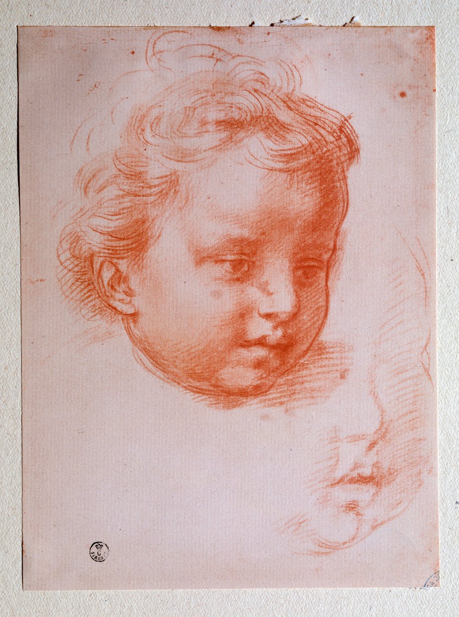 Puttova hlava (kresba od Andrea del Sarto