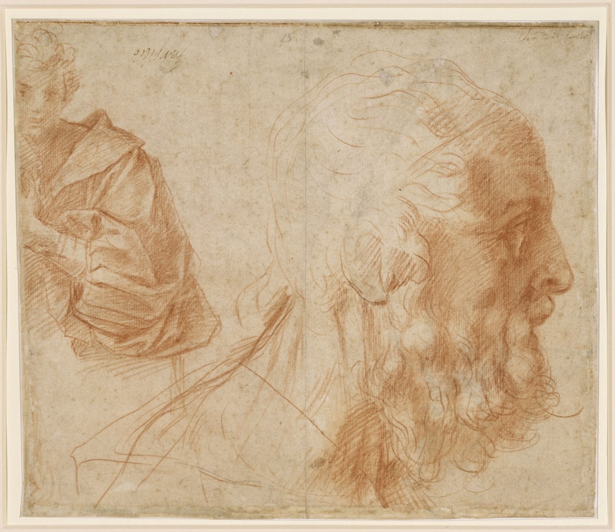 Studijní skica s mladíkem a hlavou starého muže směřujícími doprava (Homer) od Andrea del Sarto
