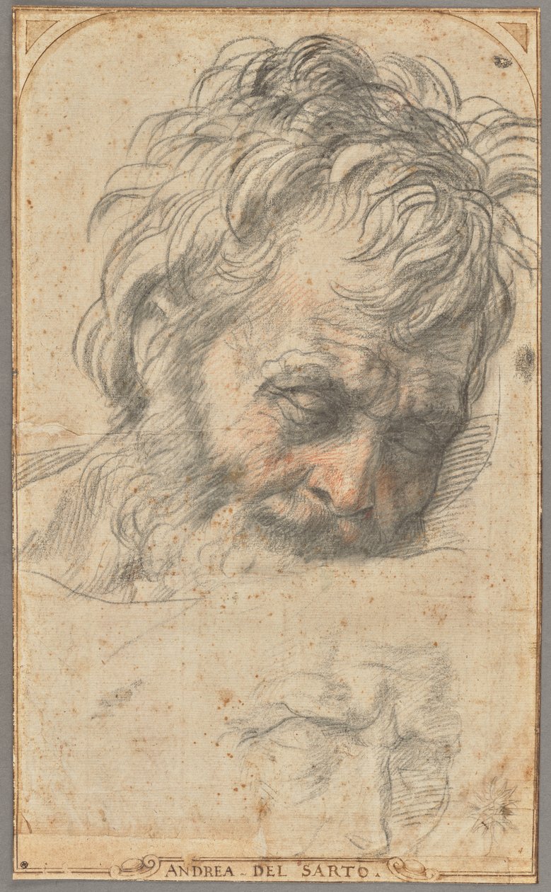 Studie hlavy svatého Josefa (recto); dvě studie nohou (verso) od Andrea del Sarto